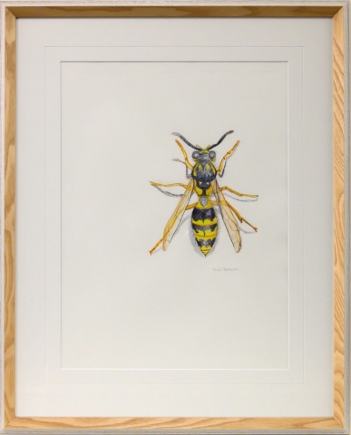 Framed artwork of a yellow and black European wasp by Anne Headlam