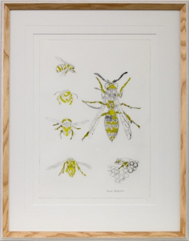 Framed artwork of European Wasp specimens by Anne Headlam