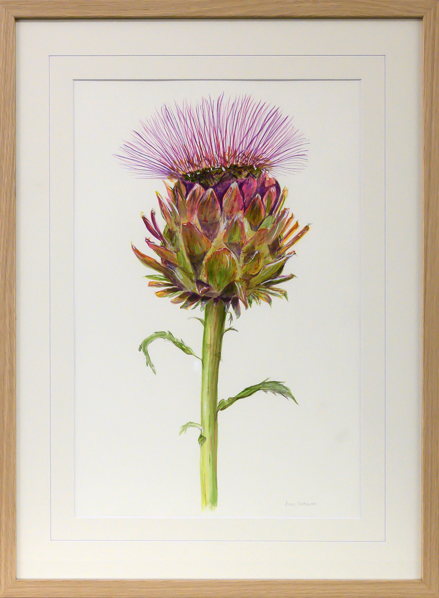 Framed artwork of a purple artichoke thistle by Anne Headlam