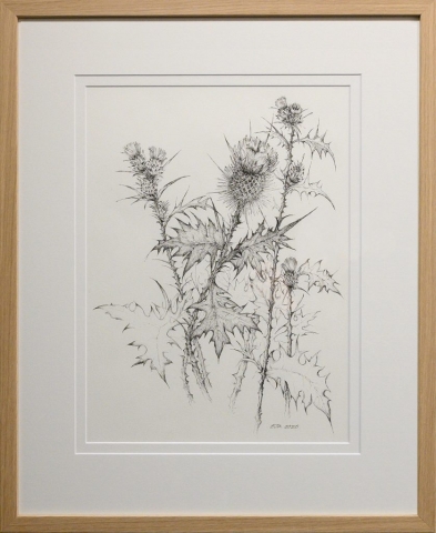 Framed artwork by Libby Altschwager of a b&w image of a Scotch Thistle
